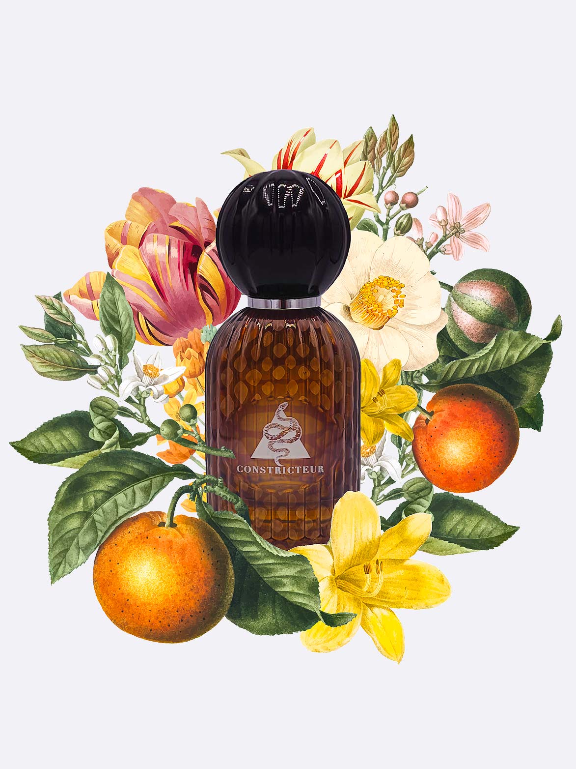 Les Folies du Parfum Constricteur – Eau de Parfum 100ml